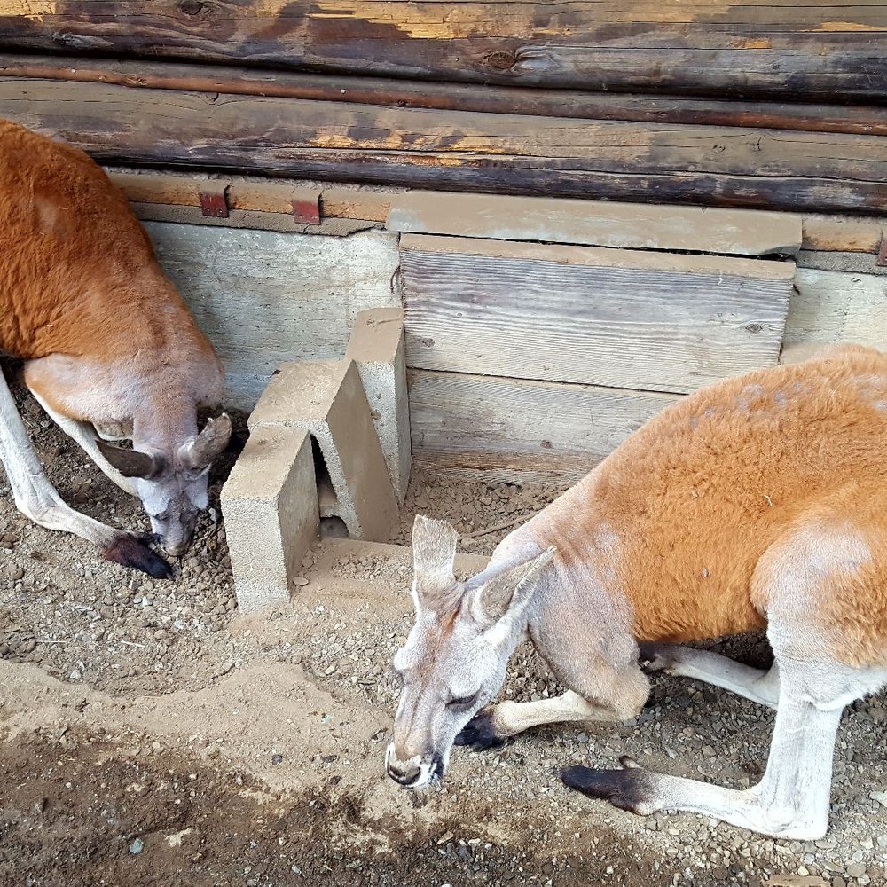 The Outback Kangaroo Farm - Kangaroos - Zoos Near Me - Arlington, Washington The Outback Kangaroo Farm - Kangaroos - Zoos Near Me - Arlington, Washington