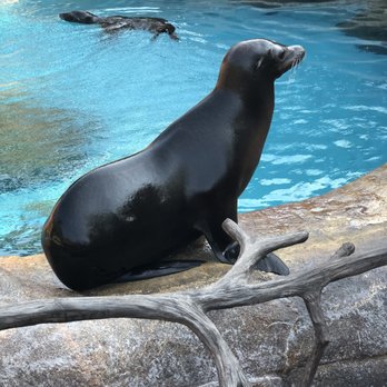 Indianapolis Zoo - Sea lion - Zoos Near Me - Indianapolis, Indiana Indianapolis Zoo - Sea lion - Zoos Near Me - Indianapolis, Indiana