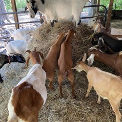 Small Farm Innovations - Less waste and the critters love it.