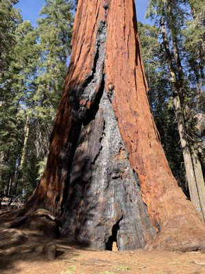 Sequoia National Forest by null