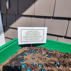 Tranquil Waters Aquamation - Lily's Ecofriendly planter with ashes and wildflowers provided by Tranquil Waters