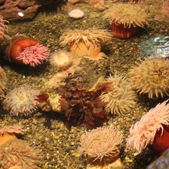 Seattle Aquarium - Aquariums Near Me - Seattle, Washington Seattle Aquarium - Aquariums Near Me - Seattle, Washington