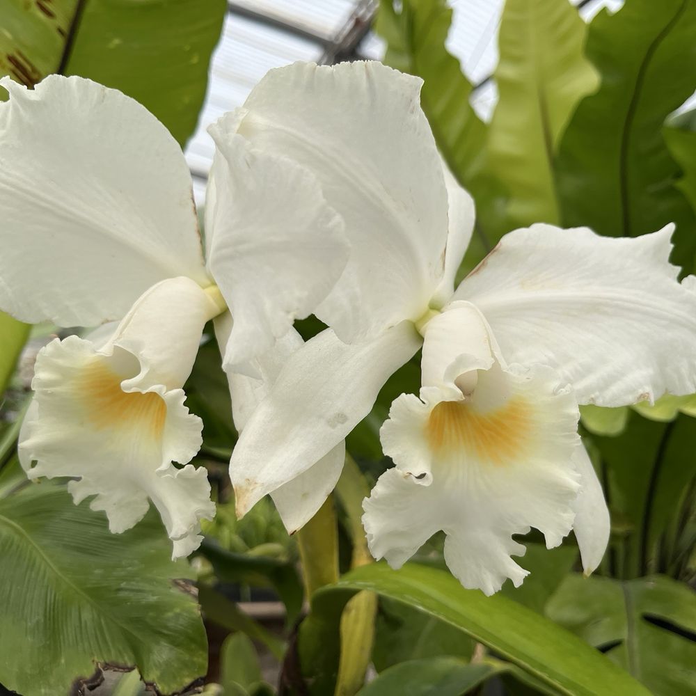 Gallup & Stribling Orchids - Visitor Centers Near Me - Carpinteria, California