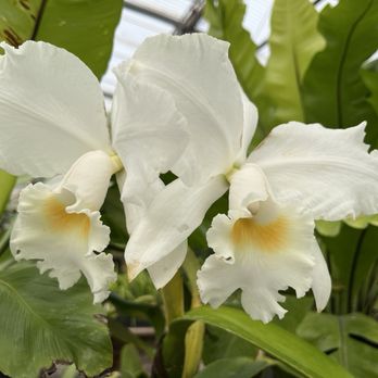 Gallup & Stribling Orchids - Visitor Centers Near Me - Carpinteria, California
