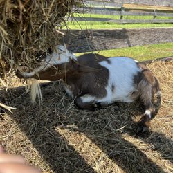DuBois Farms - Goat