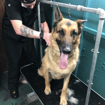 Solo Dog Grooming - Quick brush and trim - Pet Groomers Near Me - Corona, California Solo Dog Grooming - Quick brush and trim - Pet Groomers Near Me - Corona, California