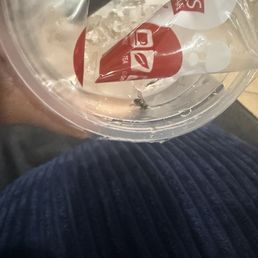 Dead fly inside drink Dead fly inside drink