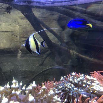 Downtown Aquarium - Museums Near Me - Denver, Colorado Downtown Aquarium - Museums Near Me - Denver, Colorado