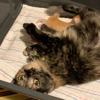1st Pet Veterinary Centers - North Valley - Kitty with her two babies - Veterinarians Near Me - Phoenix, Arizona