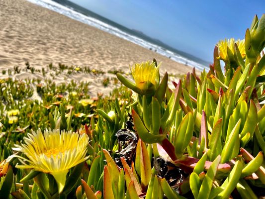 Half Moon Bay by null