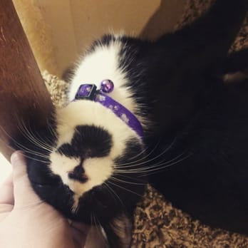 Fuzzy Friends Rescue - Animal Shelters Near Me - Waco, Texas