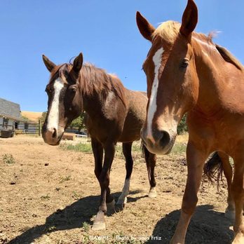 Bryerly Farms - Photo by Sara Fritz and © AWHI - Horseback Riding Near Me - Walnut Creek, California