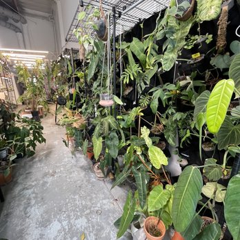 Leafy Soulmates - Chaotic but pretty. - Nurseries & Gardening Near Me - Santa Ana, California