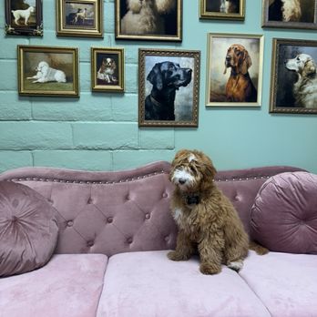 Le Pawsh - Before - Pet Groomers Near Me - Fremont, California Le Pawsh - Before - Pet Groomers Near Me - Fremont, California