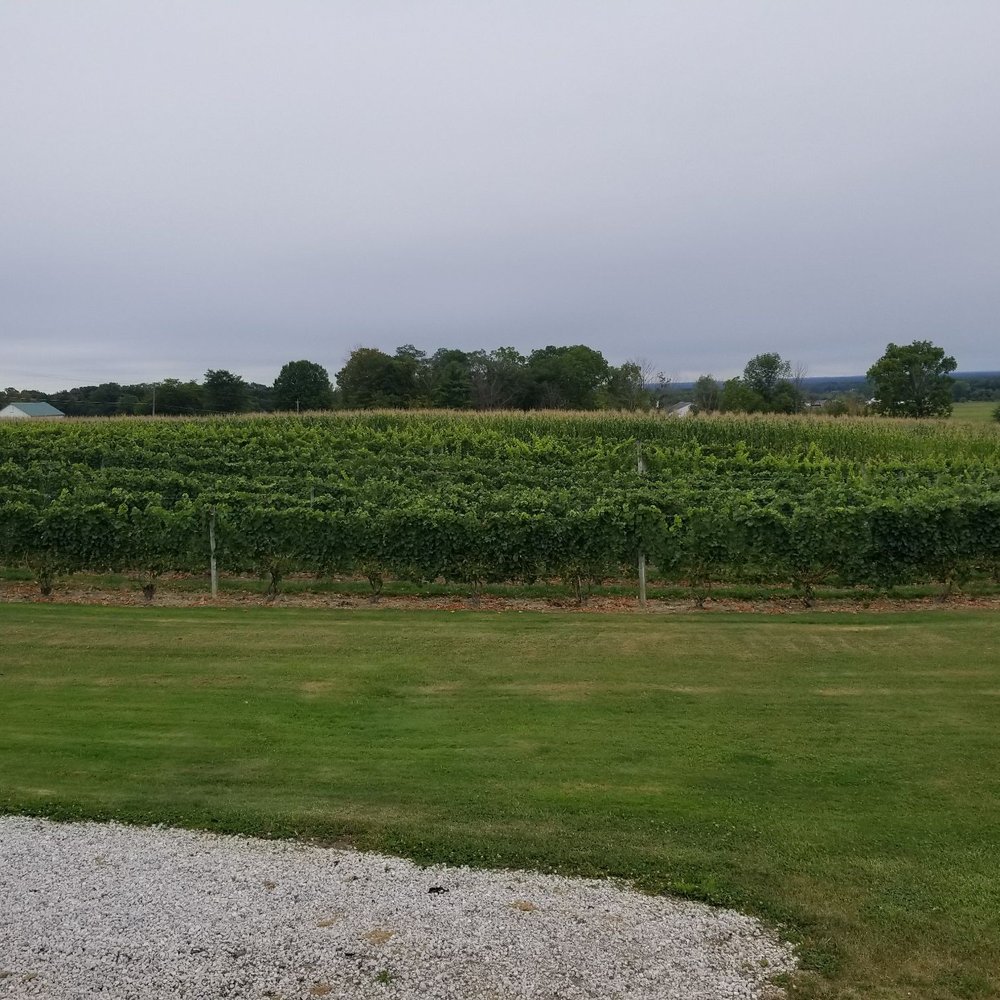 Laleure Vineyards - The vines - Wineries Near Me - Parkman, Ohio