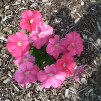 Frelinghuysen Arboretum - Botanical Gardens Near Me - Morristown, New Jersey