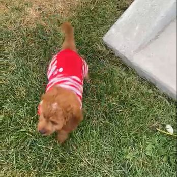 My Doodle Crush - Exploring her new home - Pet Breeders Near Me