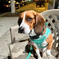 The Boneyard - Culver City Dog Park - My dog is sweet and didn't deserve to be attacked !!!!