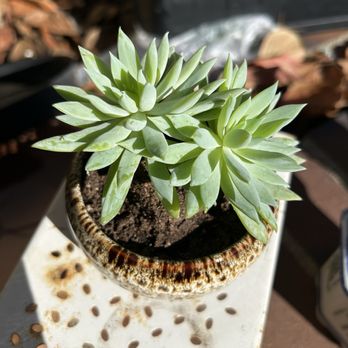 pinwheel succulent Aeonium arboreum 'Electra' – Heron's Head Nursery