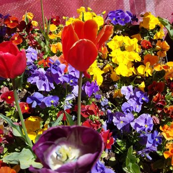 Floriade - Botanical Gardens Near Me - Canberra, ACT