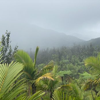 El Yunque Rainforest - Misty day - Hiking Near Me - Luquillo, Puerto Rico