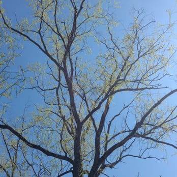 North Park - Beautiful budding tree and brilliant blue skies - Parks Near Me - Allison Park, Pennsylvania North Park - Beautiful budding tree and brilliant blue skies - Parks Near Me - Allison Park, Pennsylvania