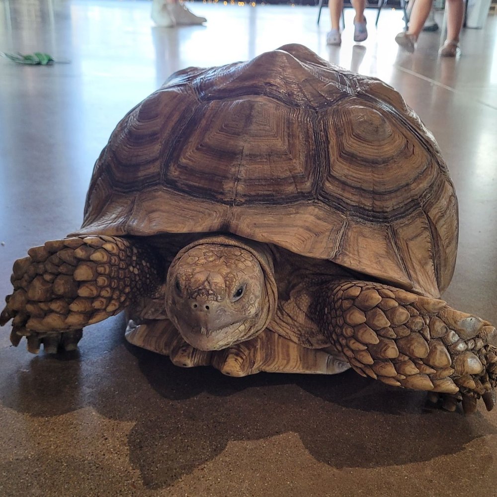The Creature Teacher - Tortoise - Educational Services Near Me The Creature Teacher - Tortoise - Educational Services Near Me