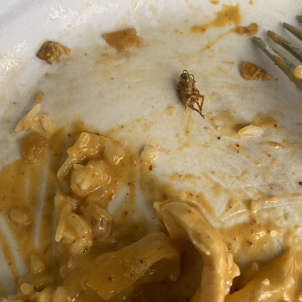 Thai Monkey - Bug found in the massaman curry. - Thai Near Me - Roanoke, Texas Thai Monkey - Bug found in the massaman curry. - Thai Near Me - Roanoke, Texas
