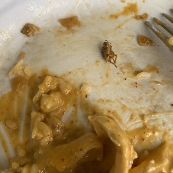 Thai Monkey - Bug found in the massaman curry. - Thai Near Me - Roanoke, Texas Thai Monkey - Bug found in the massaman curry. - Thai Near Me - Roanoke, Texas