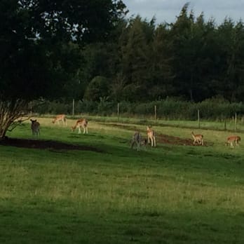 The Pig - Deer - Hotels Near Me - Bath, BAS