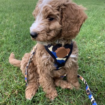 American Goldendoodle - Pet Breeders Near Me