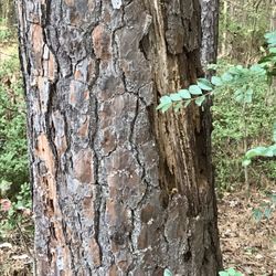 Nunnally's Tree Service - Rot at the base