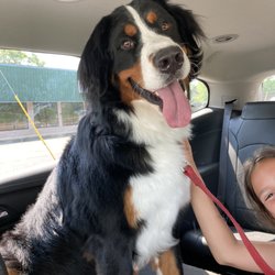 Tiffany's Pet Spot - Happy dog, clean and well brushed.