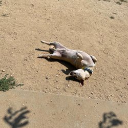 Perry Paw Dog Park