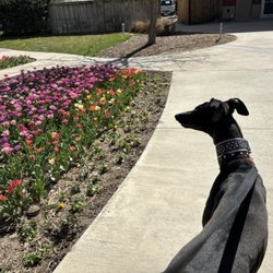 Lions park - Walking with the Greyhound.