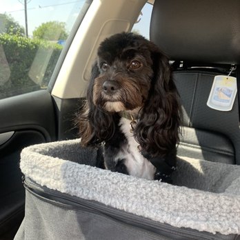Frisco Pet Grooming & Spa - Freshly groomed by Tina - Pet Groomers Near Me - Frisco, Texas