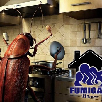 Bug'iN Out Pest Control Solutions - Pest Control Near Me - Miramar, Florida Bug'iN Out Pest Control Solutions - Pest Control Near Me - Miramar, Florida