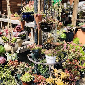 Yamaguchi Bonsai Nursery - Nurseries & Gardening Near Me - Los Angeles, California Yamaguchi Bonsai Nursery - Nurseries & Gardening Near Me - Los Angeles, California