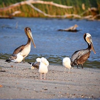 Carmel River State Beach - A pair of California Brown Pelicans - (Pelecanus occidentalis californicus) at the river's edge. - Beaches Near Me - Carmel, California