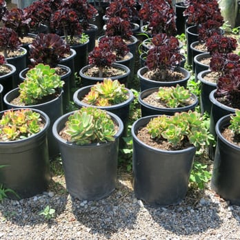 Azul and Verde Nursery - Nurseries & Gardening Near Me - Torrance, California Azul and Verde Nursery - Nurseries & Gardening Near Me - Torrance, California