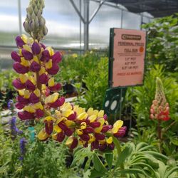 Cashman Nursery