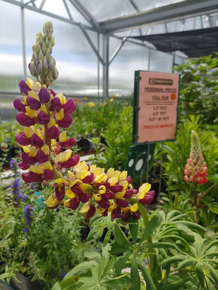 CASHMAN NURSERY Updated October 2024 12 Photos & 18 Reviews 2055