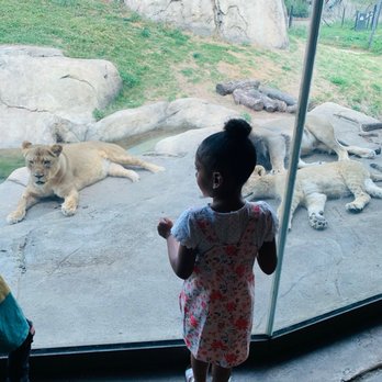 Dallas Zoo - Lions - Zoos Near Me - Dallas, Texas