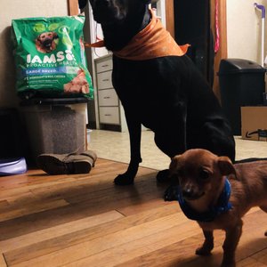 vca 12 mile animal hospital