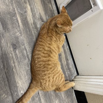 Mochas And Meows - Pet Adoption Near Me - Branson, Missouri