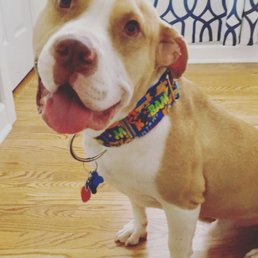 Stout smiling after his pampering! Stout smiling after his pampering!