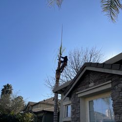 Gonzalo Landscaping - Palm tree removal.