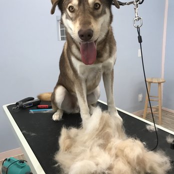 Pawsitive Pet Grooming - Pet Groomers Near Me - Covina, California Pawsitive Pet Grooming - Pet Groomers Near Me - Covina, California