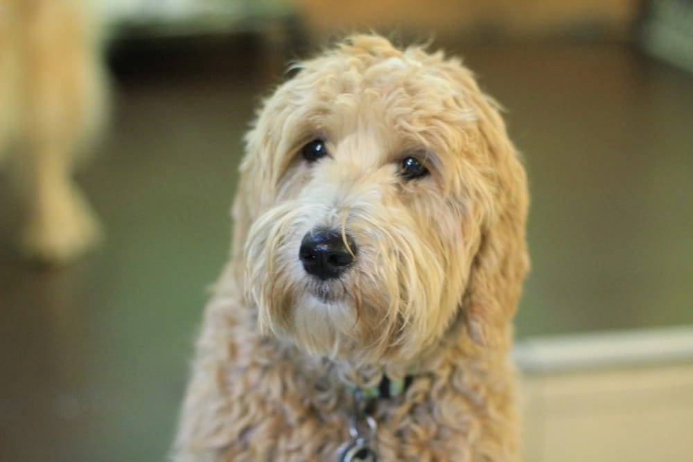 SIT DOGGIE DAYCARE Updated October 2024 21064 Davie Street