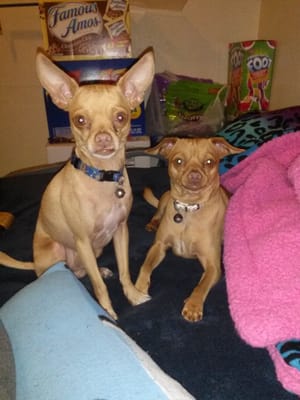 Boone's Feed by null